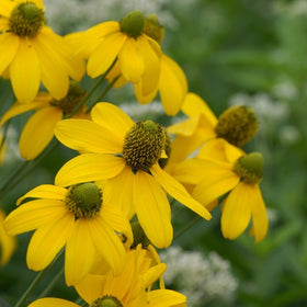 Rudbeckia laciniata 'Autumn Sun' - cutleaf coneflower
